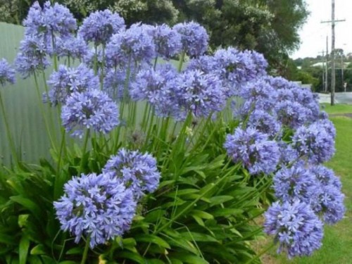 Agapanthus africanus
